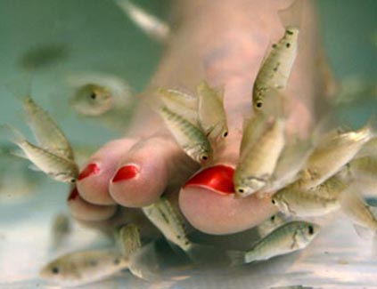 Taiwan officials find popular fish pedicure fishy 